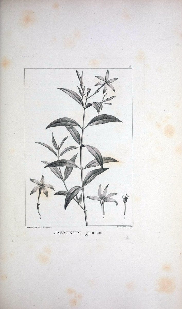 Description des plantes nouvelles et peu connues :.A Paris :De l'imprimerie de Crapelet,an 8, [i.e. 1799 or 1800]. | Botany "Pictorial works" | Vintage Print Reproduction 468189