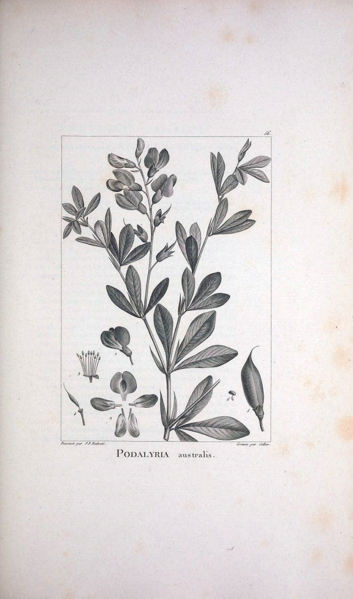 Description des plantes nouvelles et peu connues :.A Paris :De l'imprimerie de Crapelet,an 8, [i.e. 1799 or 1800]. | Botany "Pictorial works" | Vintage Print Reproduction 468190