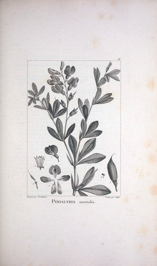 Description des plantes nouvelles et peu connues :.A Paris :De l'imprimerie de Crapelet,an 8, [i.e. 1799 or 1800]. | Botany "Pictorial works" | Vintage Print Reproduction 468190