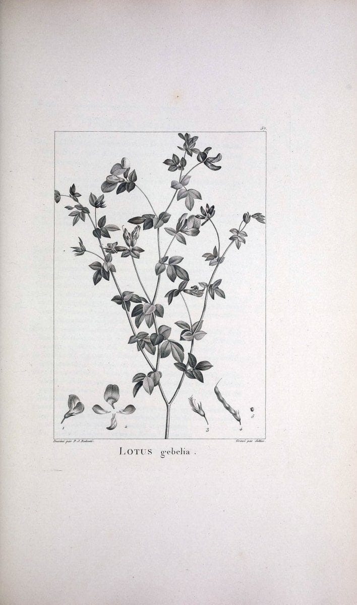 Description des plantes nouvelles et peu connues :.A Paris :De l'imprimerie de Crapelet,an 8, [i.e. 1799 or 1800]. | Botany "Pictorial works" | Vintage Print Reproduction 468191