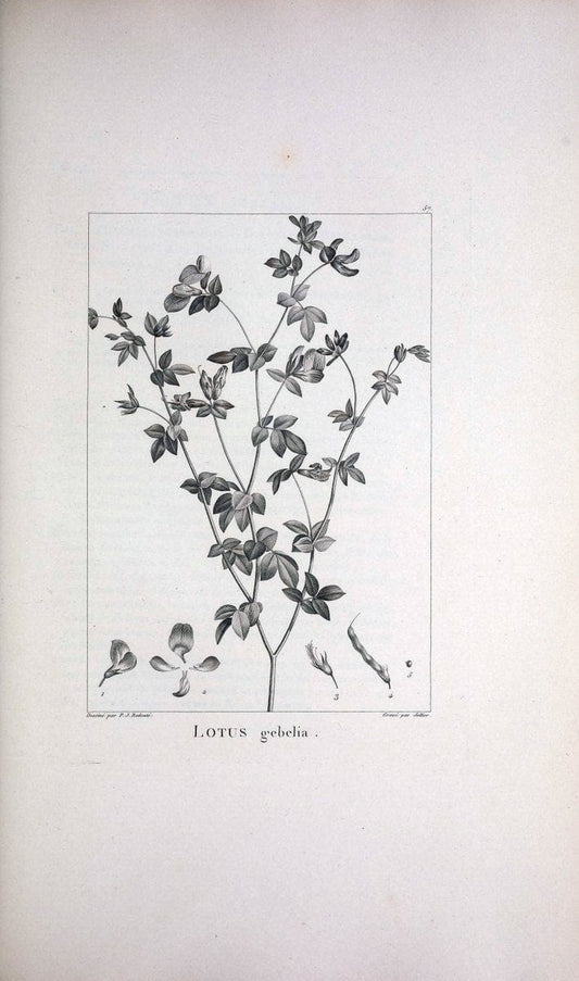 Description des plantes nouvelles et peu connues :.A Paris :De l'imprimerie de Crapelet,an 8, [i.e. 1799 or 1800]. | Botany "Pictorial works" | Vintage Print Reproduction 468191