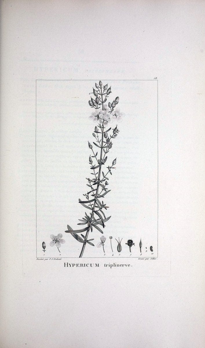 Description des plantes nouvelles et peu connues :.A Paris :De l'imprimerie de Crapelet,an 8, [i.e. 1799 or 1800]. | Botany "Pictorial works" | Vintage Print Reproduction 468192