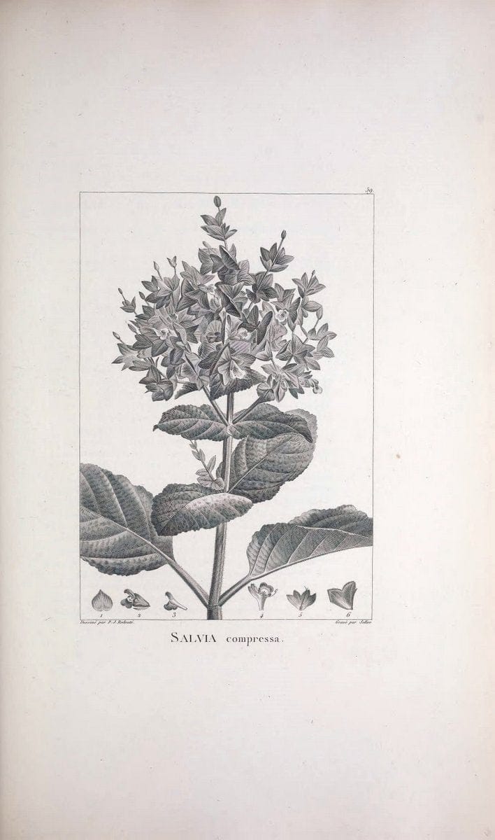 Description des plantes nouvelles et peu connues :.A Paris :De l'imprimerie de Crapelet,an 8, [i.e. 1799 or 1800]. | Botany "Pictorial works" | Vintage Print Reproduction 468193