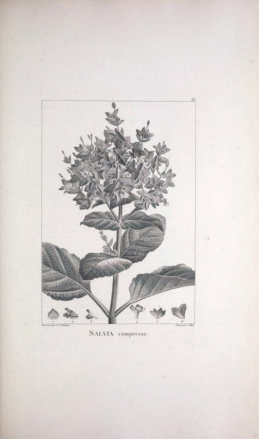 Description des plantes nouvelles et peu connues :.A Paris :De l'imprimerie de Crapelet,an 8, [i.e. 1799 or 1800]. | Botany "Pictorial works" | Vintage Print Reproduction 468193