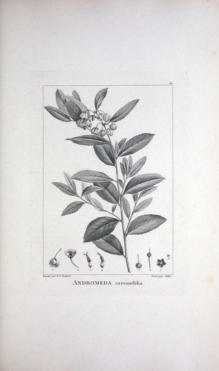 Description des plantes nouvelles et peu connues :.A Paris :De l'imprimerie de Crapelet,an 8, [i.e. 1799 or 1800]. | Botany "Pictorial works" | Vintage Print Reproduction 468194