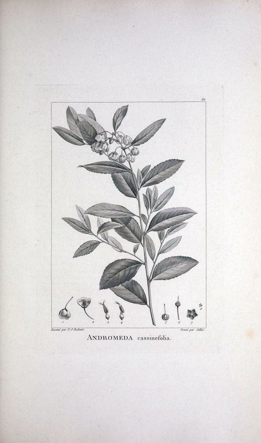 Description des plantes nouvelles et peu connues :.A Paris :De l'imprimerie de Crapelet,an 8, [i.e. 1799 or 1800]. | Botany "Pictorial works" | Vintage Print Reproduction 468194