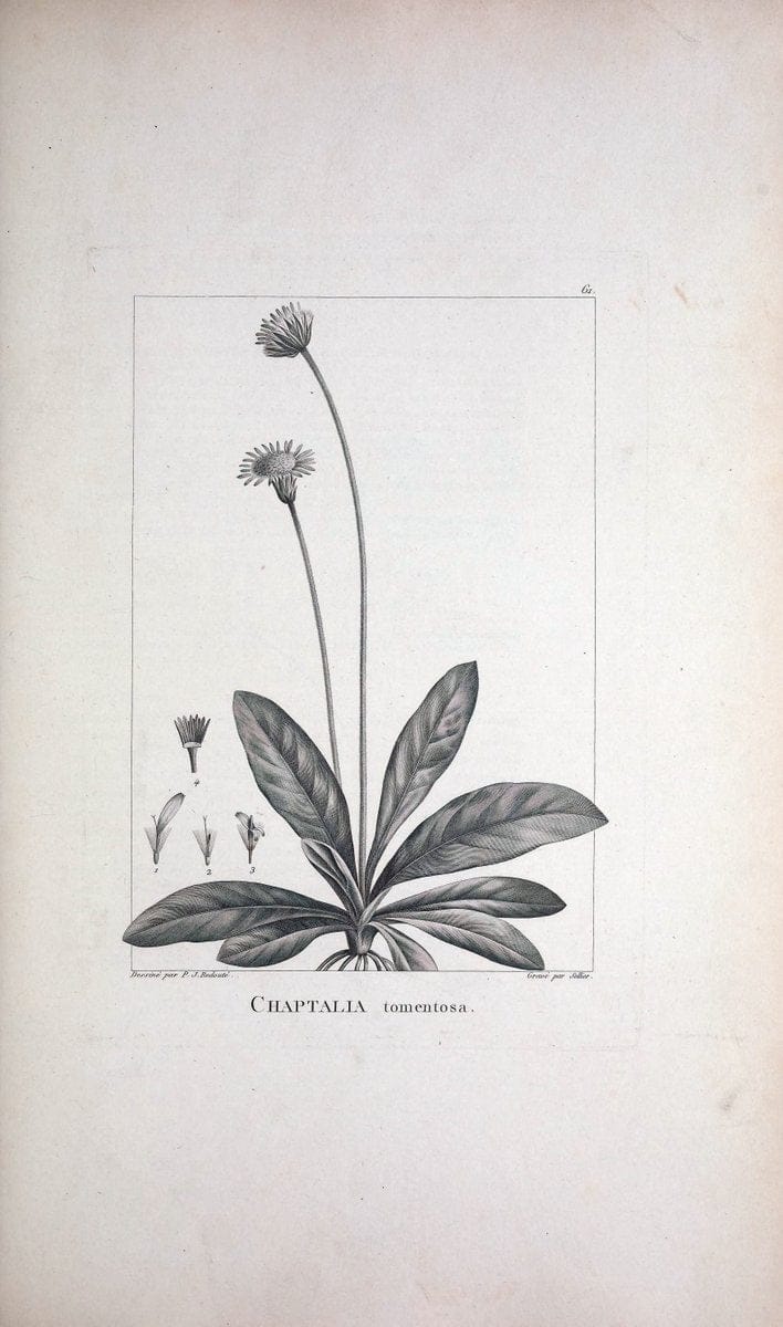 Description des plantes nouvelles et peu connues :.A Paris :De l'imprimerie de Crapelet,an 8, [i.e. 1799 or 1800]. | Botany "Pictorial works" | Vintage Print Reproduction 468195