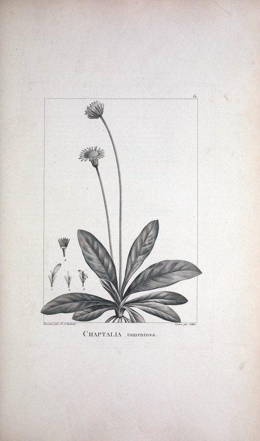 Description des plantes nouvelles et peu connues :.A Paris :De l'imprimerie de Crapelet,an 8, [i.e. 1799 or 1800]. | Botany "Pictorial works" | Vintage Print Reproduction 468195