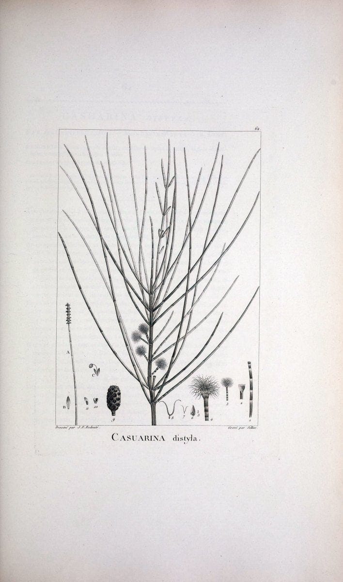 Description des plantes nouvelles et peu connues :.A Paris :De l'imprimerie de Crapelet,an 8, [i.e. 1799 or 1800]. | Botany "Pictorial works" | Vintage Print Reproduction 468196