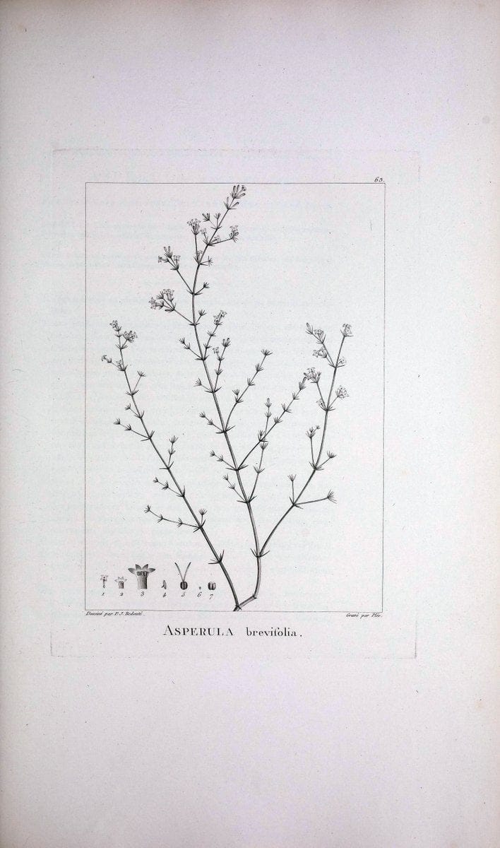 Description des plantes nouvelles et peu connues :.A Paris :De l'imprimerie de Crapelet,an 8, [i.e. 1799 or 1800]. | Botany "Pictorial works" | Vintage Print Reproduction 468197