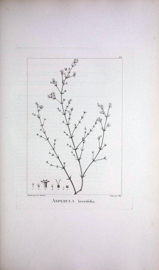Description des plantes nouvelles et peu connues :.A Paris :De l'imprimerie de Crapelet,an 8, [i.e. 1799 or 1800]. | Botany "Pictorial works" | Vintage Print Reproduction 468197