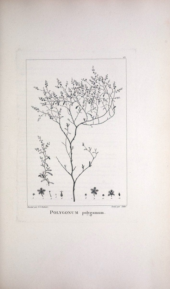 Description des plantes nouvelles et peu connues :.A Paris :De l'imprimerie de Crapelet,an 8, [i.e. 1799 or 1800]. | Botany "Pictorial works" | Vintage Print Reproduction 468199