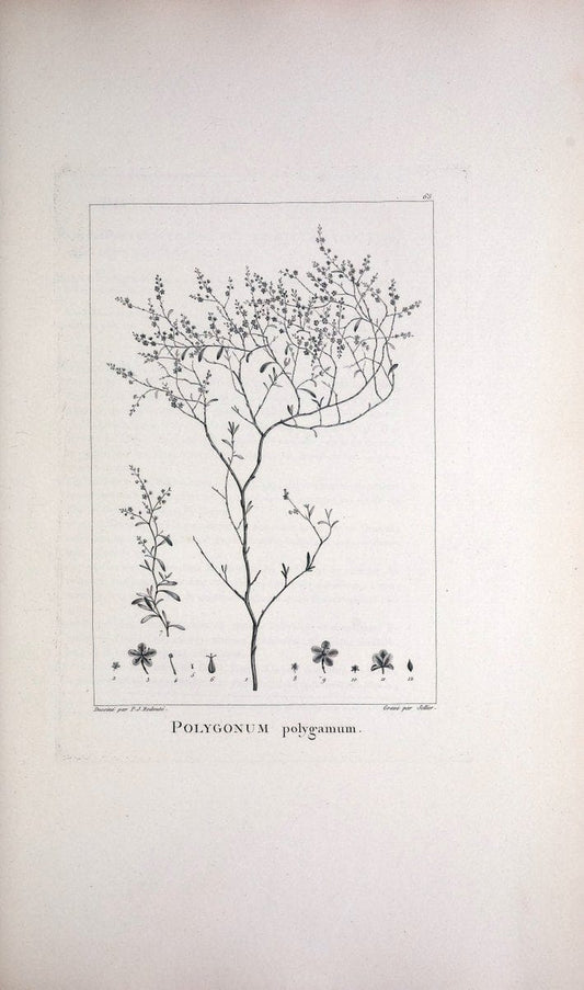 Description des plantes nouvelles et peu connues :.A Paris :De l'imprimerie de Crapelet,an 8, [i.e. 1799 or 1800]. | Botany "Pictorial works" | Vintage Print Reproduction 468199