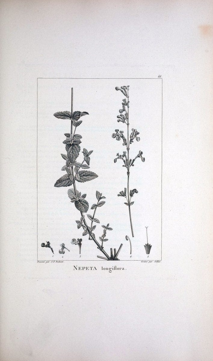 Description des plantes nouvelles et peu connues :.A Paris :De l'imprimerie de Crapelet,an 8, [i.e. 1799 or 1800]. | Botany "Pictorial works" | Vintage Print Reproduction 468200
