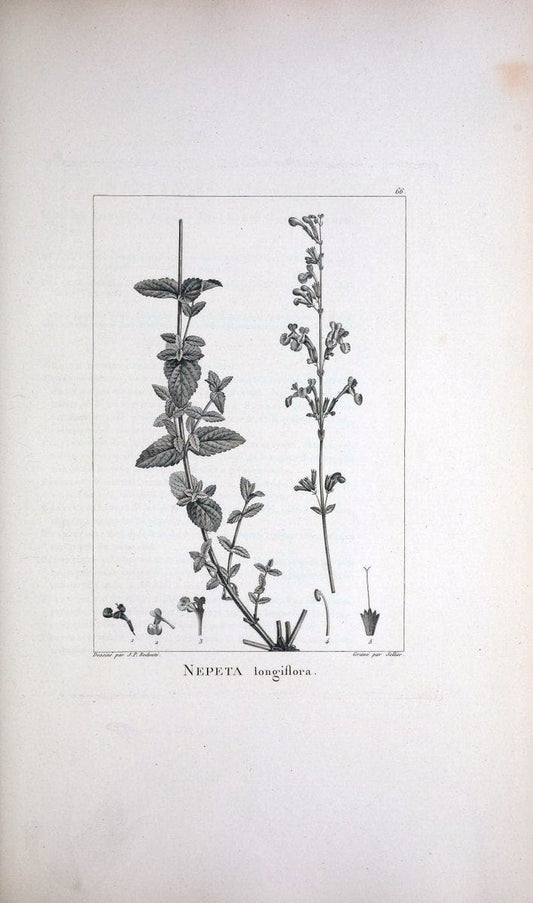 Description des plantes nouvelles et peu connues :.A Paris :De l'imprimerie de Crapelet,an 8, [i.e. 1799 or 1800]. | Botany "Pictorial works" | Vintage Print Reproduction 468200