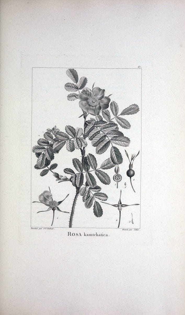 Description des plantes nouvelles et peu connues :.A Paris :De l'imprimerie de Crapelet,an 8, [i.e. 1799 or 1800]. | Botany "Pictorial works" | Vintage Print Reproduction 468201