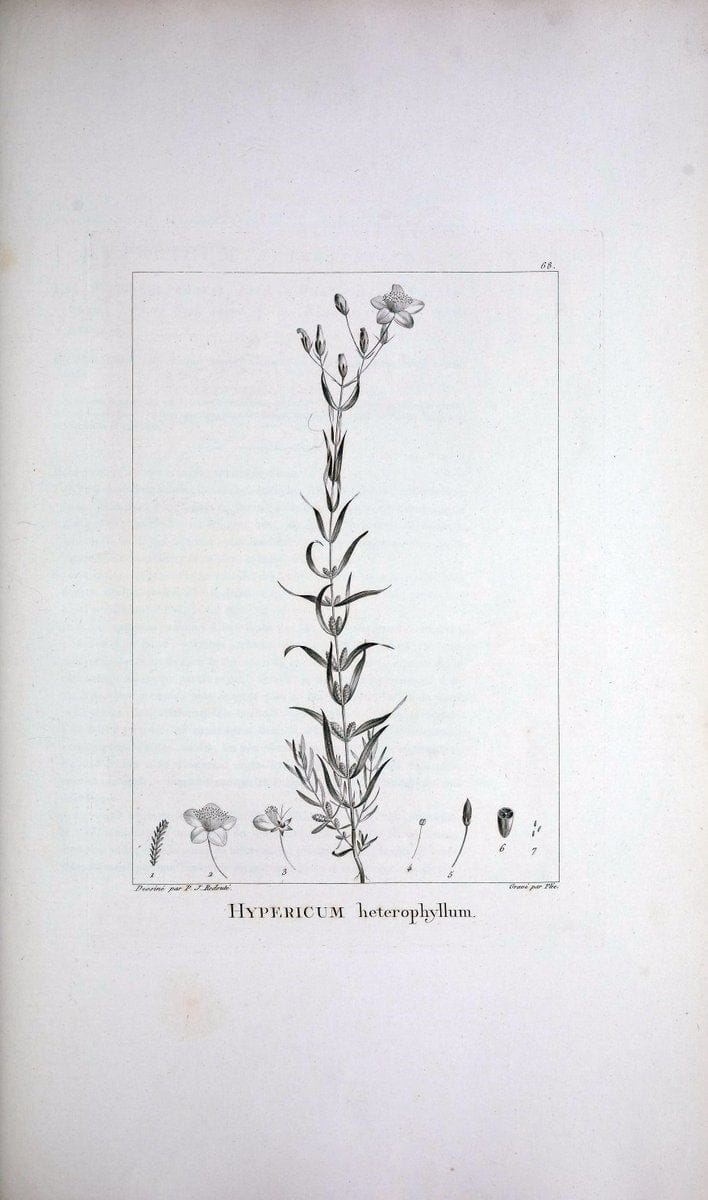Description des plantes nouvelles et peu connues :.A Paris :De l'imprimerie de Crapelet,an 8, [i.e. 1799 or 1800]. | Botany "Pictorial works" | Vintage Print Reproduction 468202