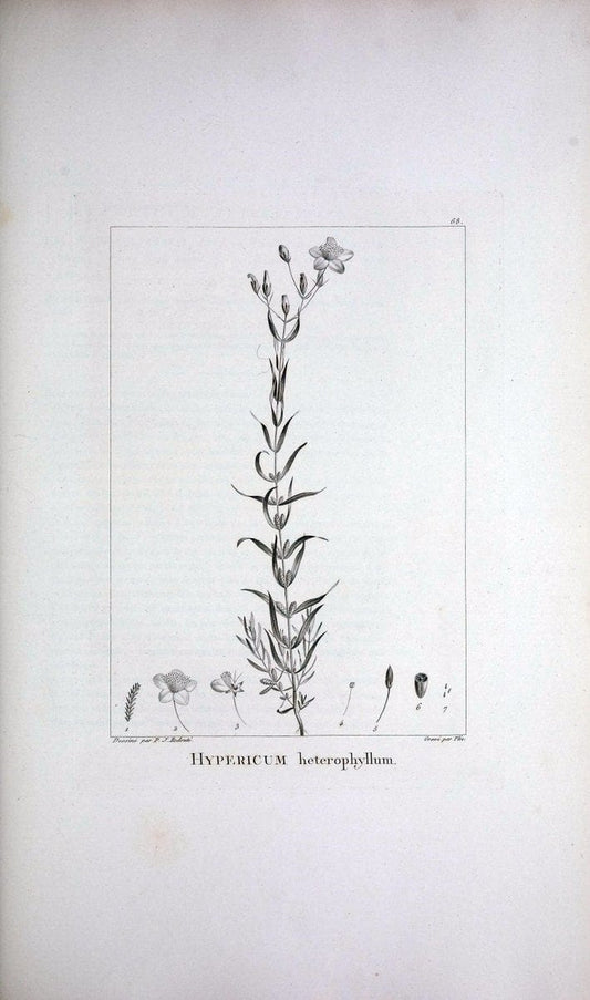 Description des plantes nouvelles et peu connues :.A Paris :De l'imprimerie de Crapelet,an 8, [i.e. 1799 or 1800]. | Botany "Pictorial works" | Vintage Print Reproduction 468202