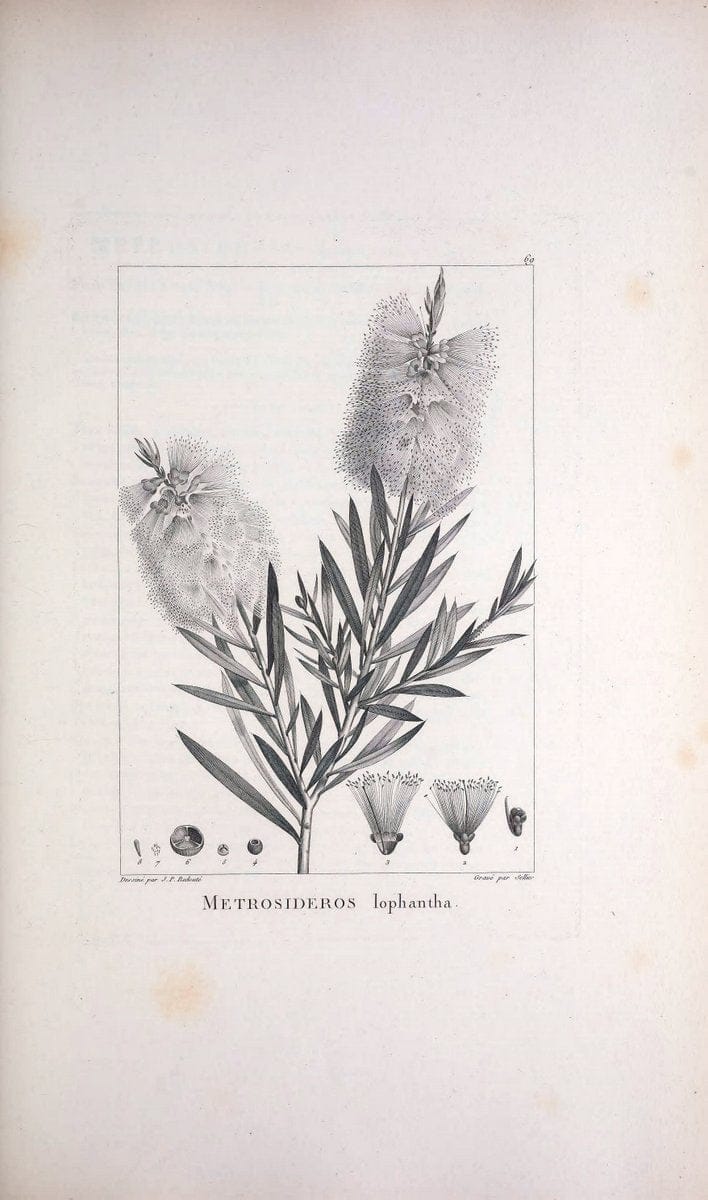 Description des plantes nouvelles et peu connues :.A Paris :De l'imprimerie de Crapelet,an 8, [i.e. 1799 or 1800]. | Botany "Pictorial works" | Vintage Print Reproduction 468203