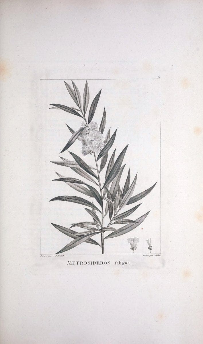 Description des plantes nouvelles et peu connues :.A Paris :De l'imprimerie de Crapelet,an 8, [i.e. 1799 or 1800]. | Botany "Pictorial works" | Vintage Print Reproduction 468204
