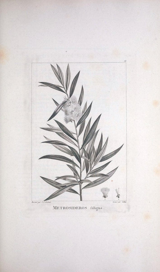 Description des plantes nouvelles et peu connues :.A Paris :De l'imprimerie de Crapelet,an 8, [i.e. 1799 or 1800]. | Botany "Pictorial works" | Vintage Print Reproduction 468204