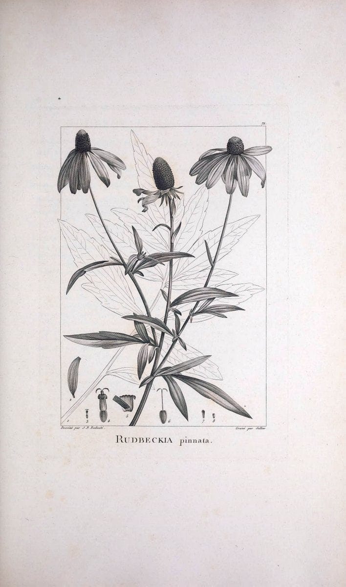 Description des plantes nouvelles et peu connues :.A Paris :De l'imprimerie de Crapelet,an 8, [i.e. 1799 or 1800]. | Botany "Pictorial works" | Vintage Print Reproduction 468205