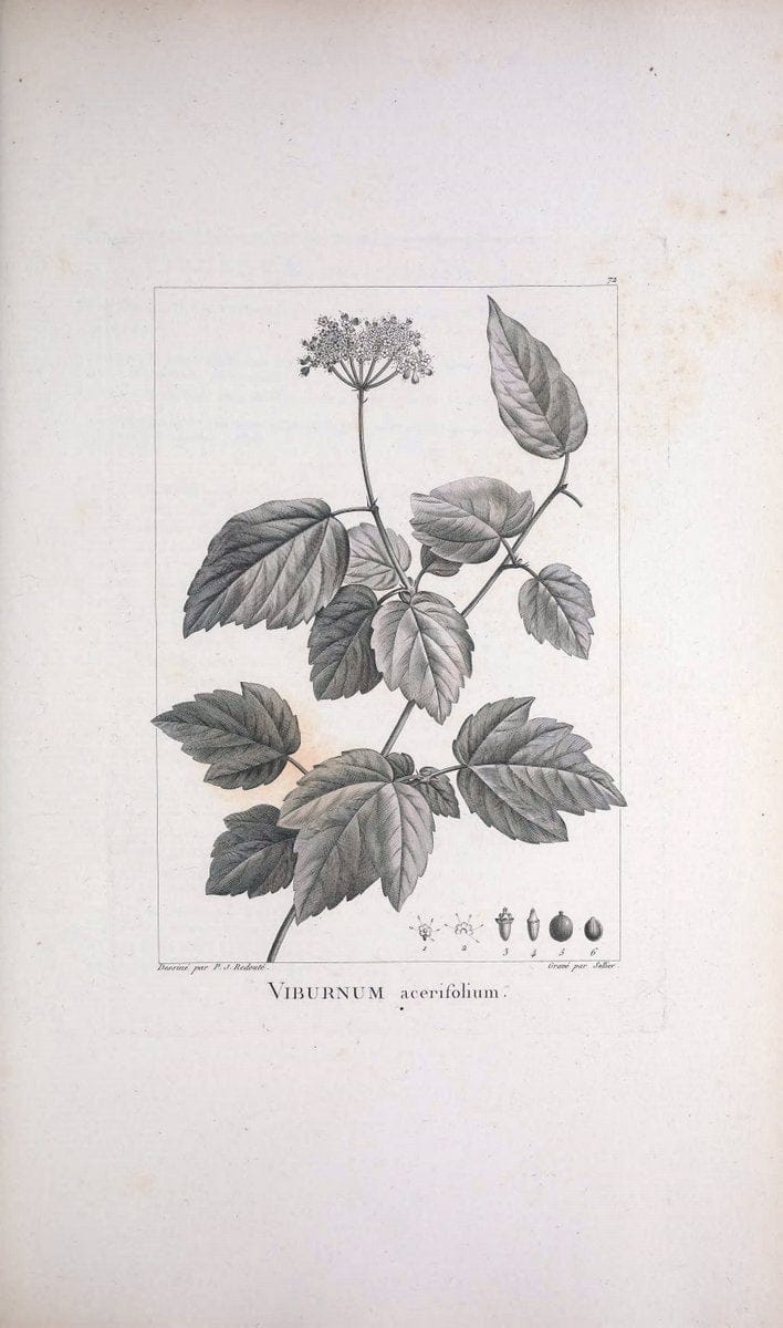 Description des plantes nouvelles et peu connues :.A Paris :De l'imprimerie de Crapelet,an 8, [i.e. 1799 or 1800]. | Botany "Pictorial works" | Vintage Print Reproduction 468206