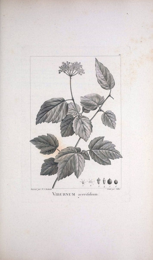 Description des plantes nouvelles et peu connues :.A Paris :De l'imprimerie de Crapelet,an 8, [i.e. 1799 or 1800]. | Botany "Pictorial works" | Vintage Print Reproduction 468206