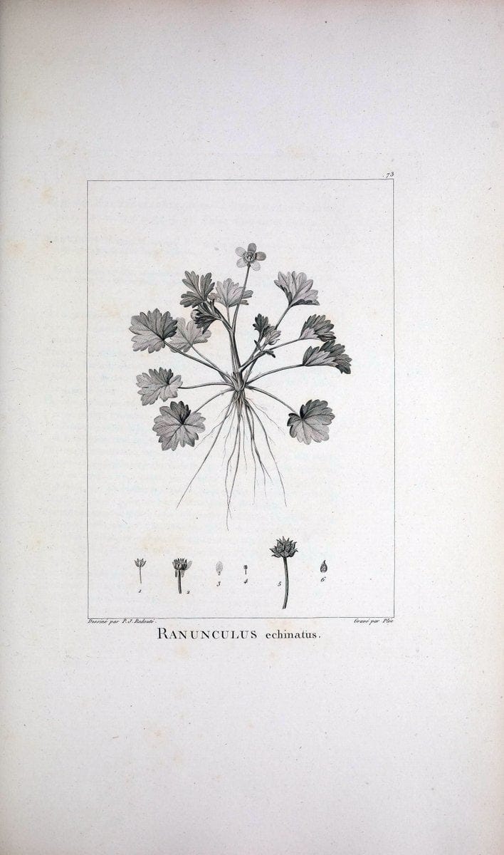 Description des plantes nouvelles et peu connues :.A Paris :De l'imprimerie de Crapelet,an 8, [i.e. 1799 or 1800]. | Botany "Pictorial works" | Vintage Print Reproduction 468207