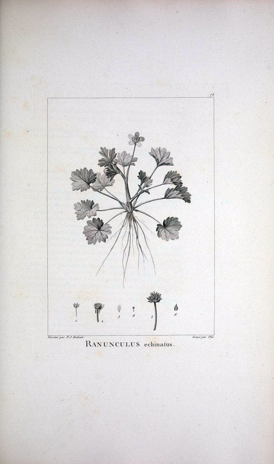Description des plantes nouvelles et peu connues :.A Paris :De l'imprimerie de Crapelet,an 8, [i.e. 1799 or 1800]. | Botany "Pictorial works" | Vintage Print Reproduction 468207