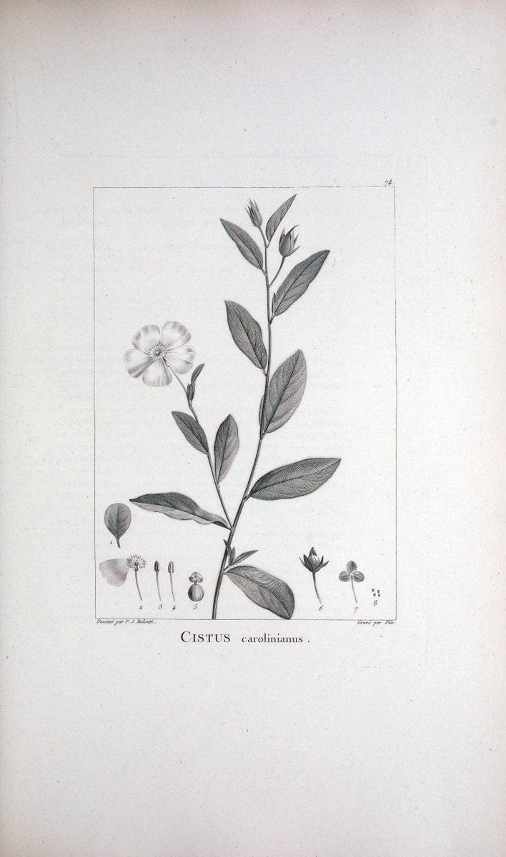 Description des plantes nouvelles et peu connues :.A Paris :De l'imprimerie de Crapelet,an 8, [i.e. 1799 or 1800]. | Botany "Pictorial works" | Vintage Print Reproduction 468208