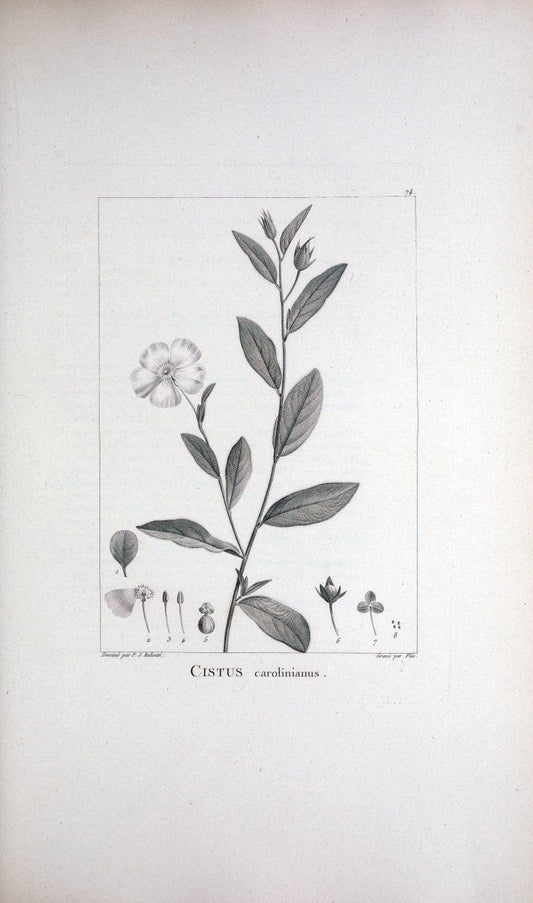 Description des plantes nouvelles et peu connues :.A Paris :De l'imprimerie de Crapelet,an 8, [i.e. 1799 or 1800]. | Botany "Pictorial works" | Vintage Print Reproduction 468208