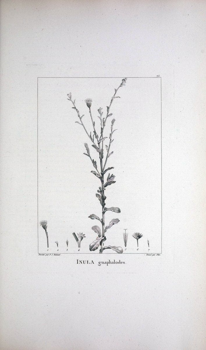 Description des plantes nouvelles et peu connues :.A Paris :De l'imprimerie de Crapelet,an 8, [i.e. 1799 or 1800]. | Botany "Pictorial works" | Vintage Print Reproduction 468209