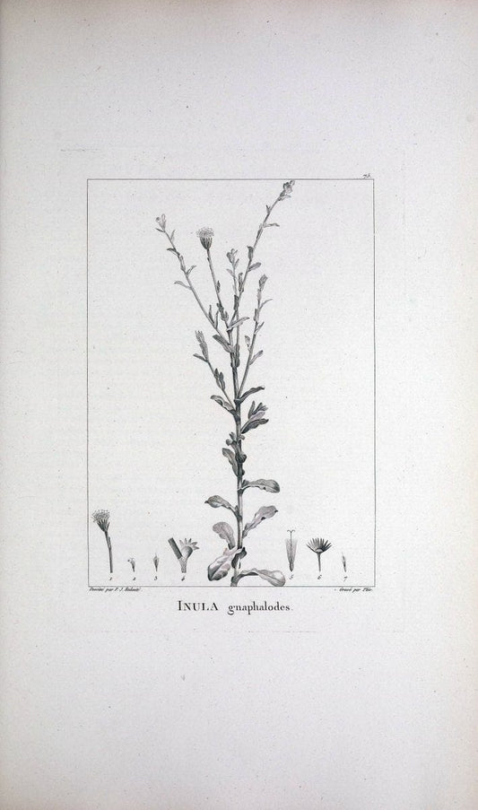 Description des plantes nouvelles et peu connues :.A Paris :De l'imprimerie de Crapelet,an 8, [i.e. 1799 or 1800]. | Botany "Pictorial works" | Vintage Print Reproduction 468209