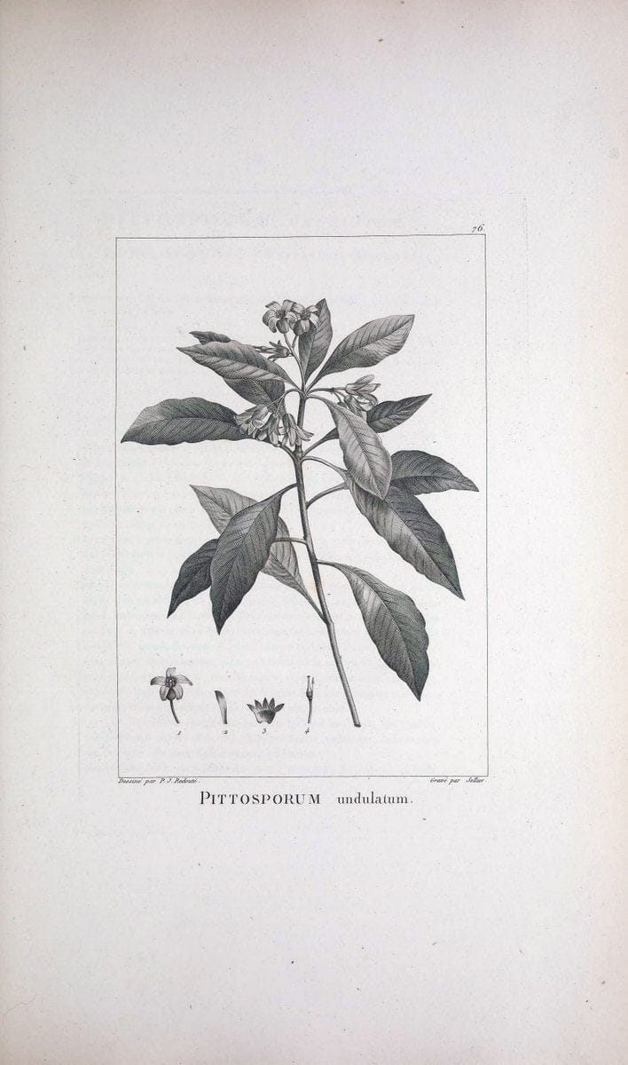 Description des plantes nouvelles et peu connues :.A Paris :De l'imprimerie de Crapelet,an 8, [i.e. 1799 or 1800]. | Botany "Pictorial works" | Vintage Print Reproduction 468210