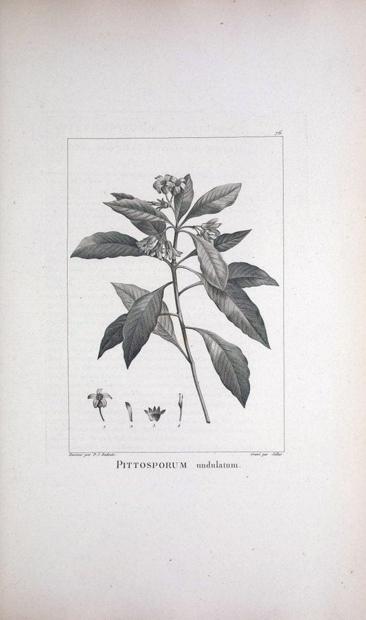 Description des plantes nouvelles et peu connues :.A Paris :De l'imprimerie de Crapelet,an 8, [i.e. 1799 or 1800]. | Botany "Pictorial works" | Vintage Print Reproduction 468210