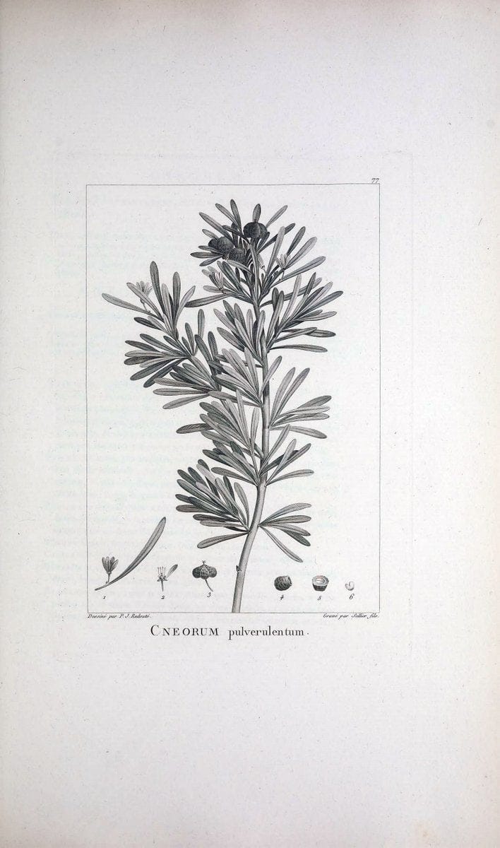 Description des plantes nouvelles et peu connues :.A Paris :De l'imprimerie de Crapelet,an 8, [i.e. 1799 or 1800]. | Botany "Pictorial works" | Vintage Print Reproduction 468211
