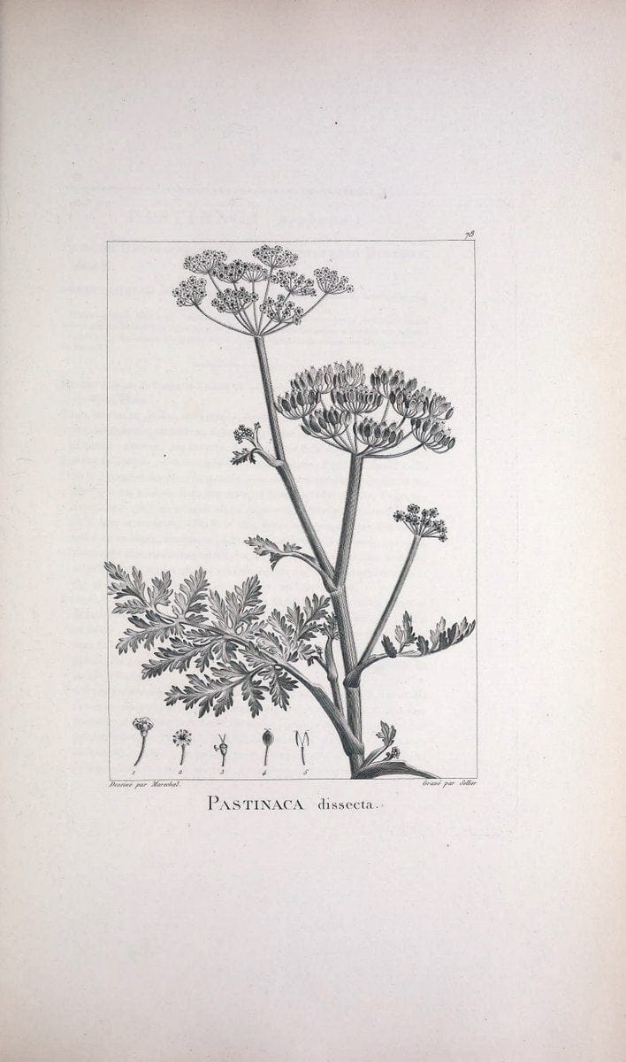 Description des plantes nouvelles et peu connues :.A Paris :De l'imprimerie de Crapelet,an 8, [i.e. 1799 or 1800]. | Botany "Pictorial works" | Vintage Print Reproduction 468212