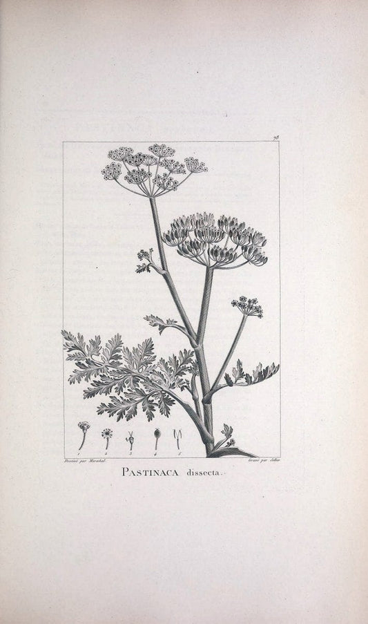 Description des plantes nouvelles et peu connues :.A Paris :De l'imprimerie de Crapelet,an 8, [i.e. 1799 or 1800]. | Botany "Pictorial works" | Vintage Print Reproduction 468212