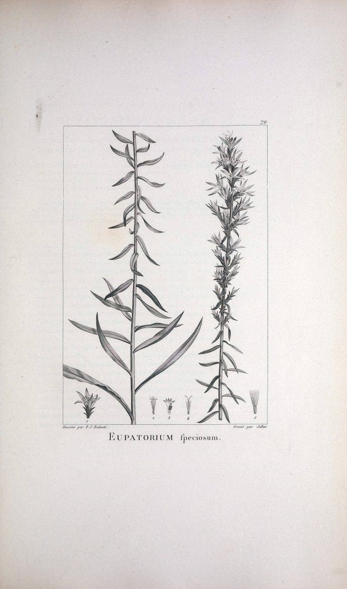 Description des plantes nouvelles et peu connues :.A Paris :De l'imprimerie de Crapelet,an 8, [i.e. 1799 or 1800]. | Botany "Pictorial works" | Vintage Print Reproduction 468213