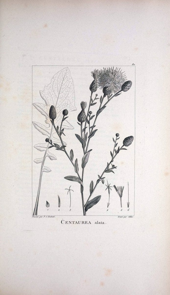 Description des plantes nouvelles et peu connues :.A Paris :De l'imprimerie de Crapelet,an 8, [i.e. 1799 or 1800]. | Botany "Pictorial works" | Vintage Print Reproduction 468214