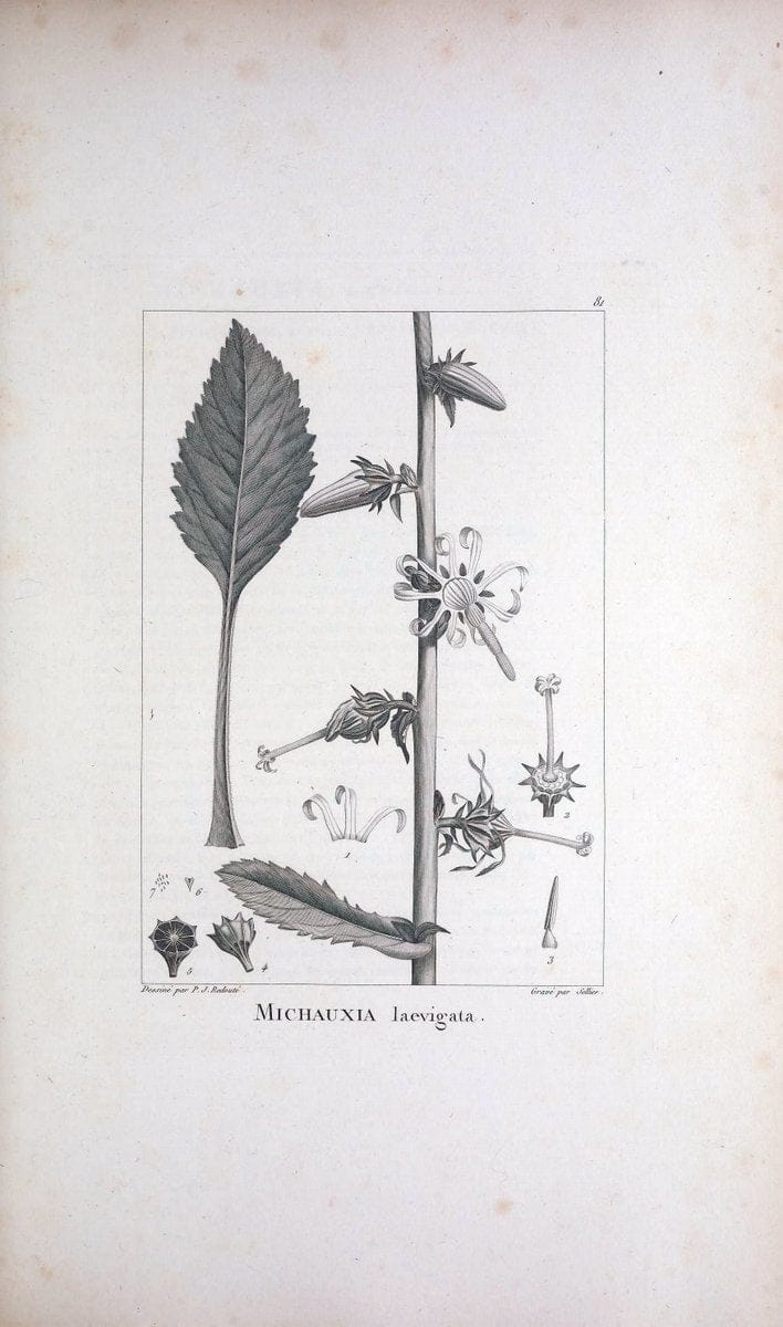 Description des plantes nouvelles et peu connues :.A Paris :De l'imprimerie de Crapelet,an 8, [i.e. 1799 or 1800]. | Botany "Pictorial works" | Vintage Print Reproduction 468215