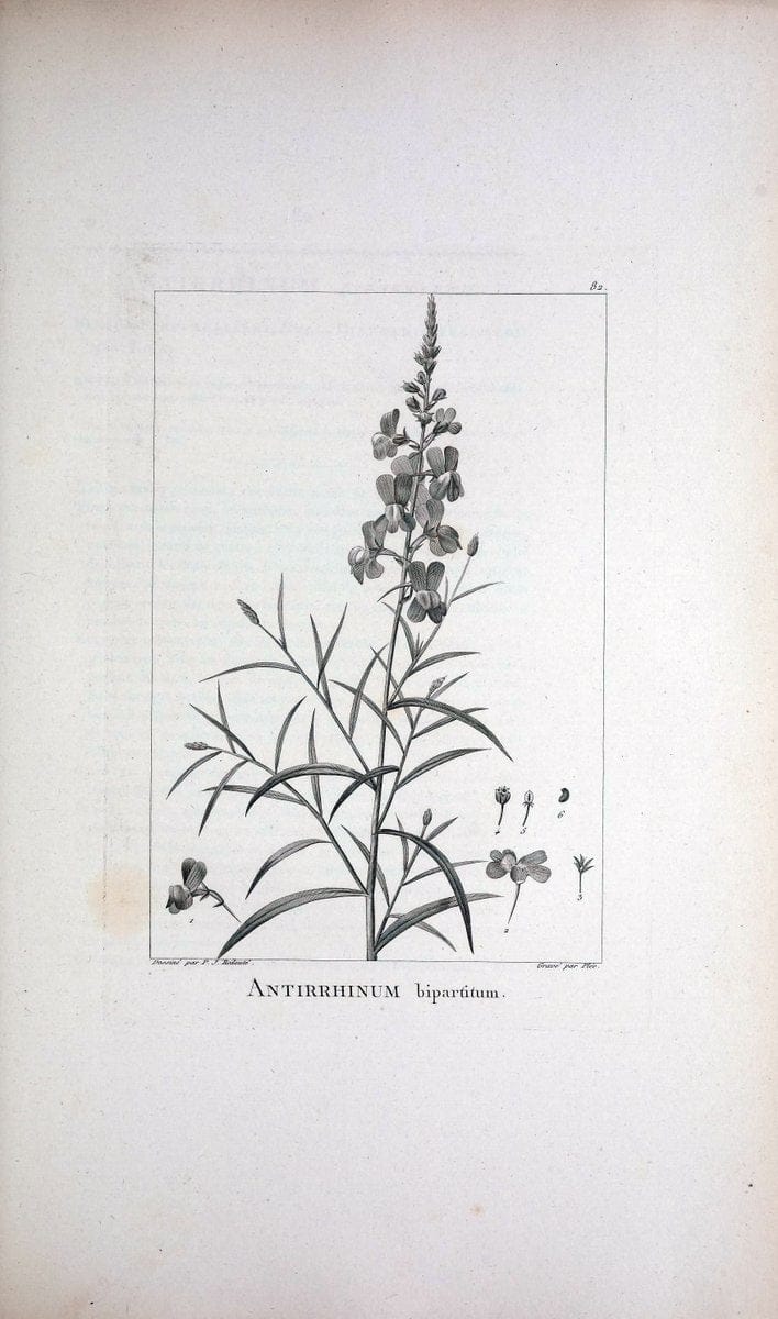 Description des plantes nouvelles et peu connues :.A Paris :De l'imprimerie de Crapelet,an 8, [i.e. 1799 or 1800]. | Botany "Pictorial works" | Vintage Print Reproduction 468216