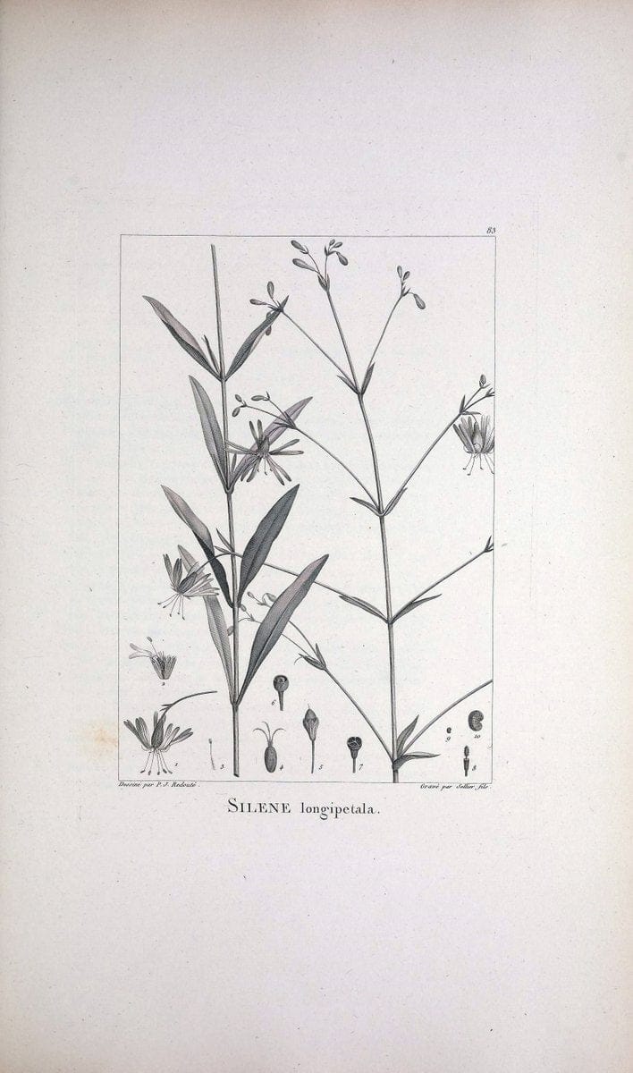Description des plantes nouvelles et peu connues :.A Paris :De l'imprimerie de Crapelet,an 8, [i.e. 1799 or 1800]. | Botany "Pictorial works" | Vintage Print Reproduction 468217