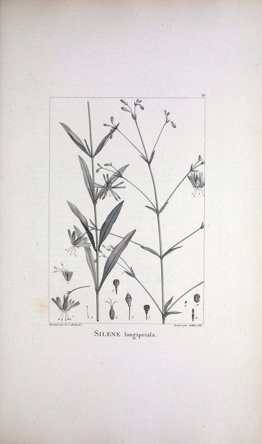 Description des plantes nouvelles et peu connues :.A Paris :De l'imprimerie de Crapelet,an 8, [i.e. 1799 or 1800]. | Botany "Pictorial works" | Vintage Print Reproduction 468217
