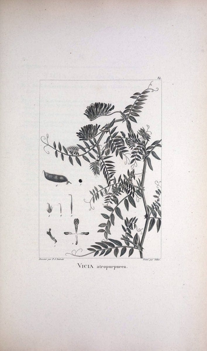 Description des plantes nouvelles et peu connues :.A Paris :De l'imprimerie de Crapelet,an 8, [i.e. 1799 or 1800]. | Botany "Pictorial works" | Vintage Print Reproduction 468218