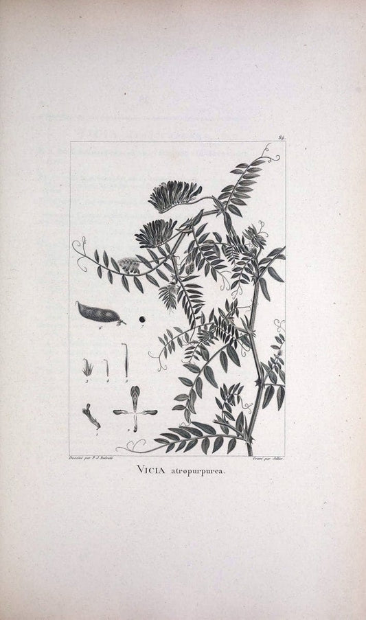 Description des plantes nouvelles et peu connues :.A Paris :De l'imprimerie de Crapelet,an 8, [i.e. 1799 or 1800]. | Botany "Pictorial works" | Vintage Print Reproduction 468218