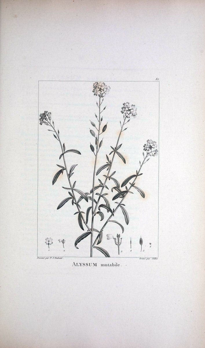 Description des plantes nouvelles et peu connues :.A Paris :De l'imprimerie de Crapelet,an 8, [i.e. 1799 or 1800]. | Botany "Pictorial works" | Vintage Print Reproduction 468219