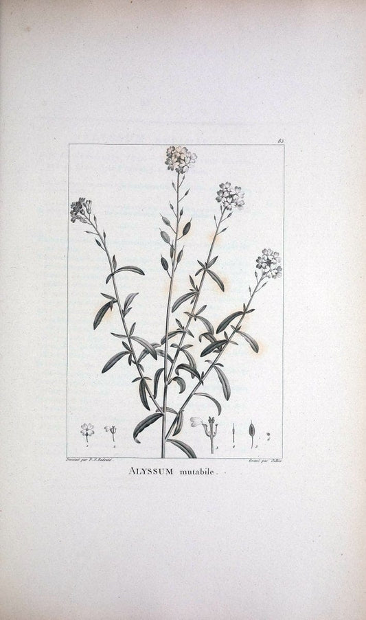 Description des plantes nouvelles et peu connues :.A Paris :De l'imprimerie de Crapelet,an 8, [i.e. 1799 or 1800]. | Botany "Pictorial works" | Vintage Print Reproduction 468219