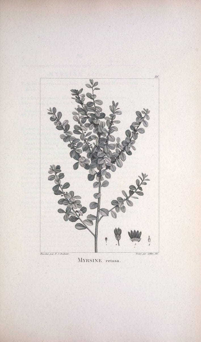 Description des plantes nouvelles et peu connues :.A Paris :De l'imprimerie de Crapelet,an 8, [i.e. 1799 or 1800]. | Botany "Pictorial works" | Vintage Print Reproduction 468220